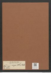 Eunotia major (W. Sm.) Rabh. (de-Toni-Nr.: Genus 104, Species 3143) Zeichnungen Sammlung Grunow Mappe 03393 (Herbarium_W_Grunow_drawings_Folder_03393)